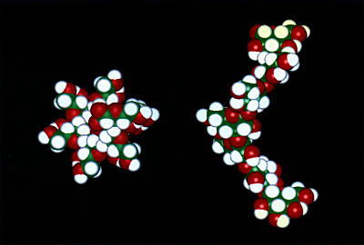 酵母βグルカンの分子3Dモデルの図