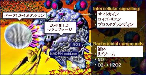 βグルカンで活性化したマクロファージ模式図