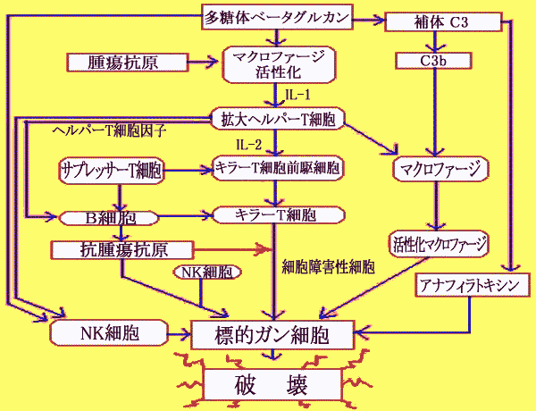 βグルカンと免疫の基本的な応答