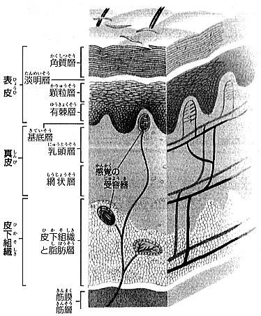 皮膚の構造