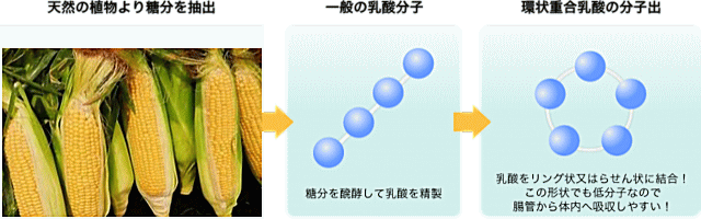 天然の植物より糖分を抽出し、糖分を発酵して乳酸を精製し、乳酸をリング状又はらせん状に結合！