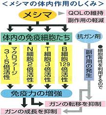 メシマコブの体内作用のしくみ