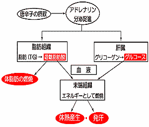 カプサイシン(唐辛子)の作用