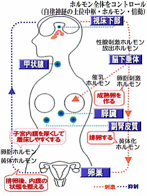 タンポポＴ-１(タンポポ)の体に良いしくみ