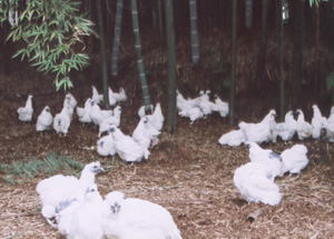 天然水が湧き出る広大な竹林の中、自然のままでのびのびと育つ烏骨鶏(ウコッケイ)たち