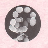 乳酸菌エンテロコッカスフェカリスFK-23菌