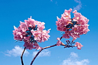 タヒボの花