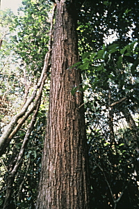 タヒボの木